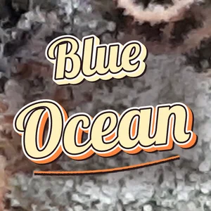 Blue Ocean Cannabis Strain