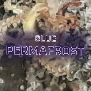 Blue Permafrost Cannabis Strain