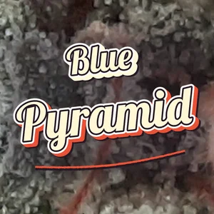 Blue Pyramid Cannabis Strain
