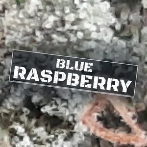 Blue Raspberry Cannabis Strain