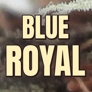 Blue Royal Cannabis Strain