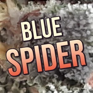 Blue Spider Cannabis Strain