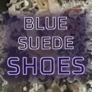 Blue Suede Shoes Cannabis Strain