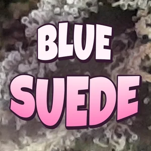 Blue Suede Cannabis Strain