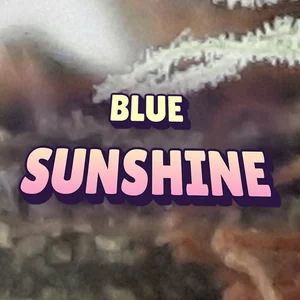 Blue Sunshine Cannabis Strain