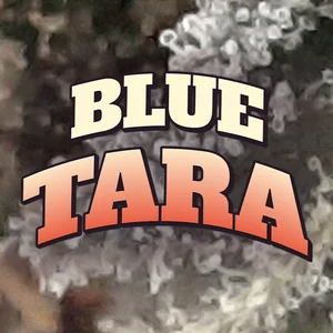 Blue Tara Cannabis Strain