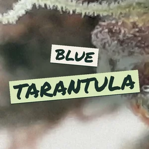 Blue Tarantula Cannabis Strain