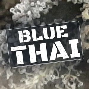 Blue Thai Cannabis Strain