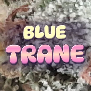 Blue Trane Cannabis Strain