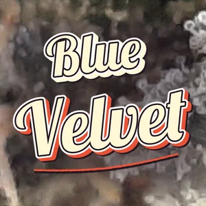 Blue Velvet Cannabis Strain