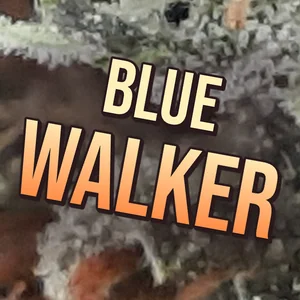 Blue Walker Cannabis Strain