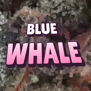 Blue Whale Cannabis Strain