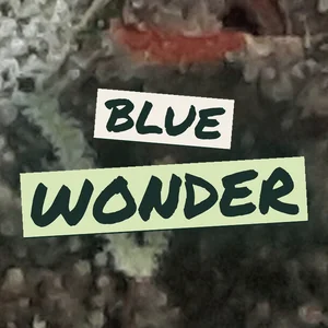 Blue Wonder Cannabis Strain