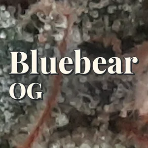 Bluebear OG Cannabis Strain