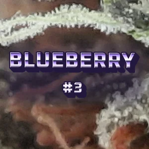 Blueberry #3 Cannabis Strain