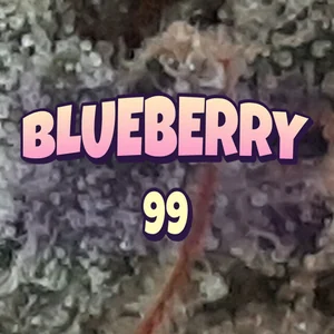 Blueberry 99 Cannabis Strain