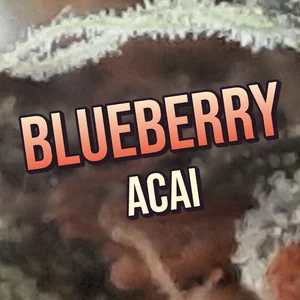 Blueberry Acai Cannabis Strain