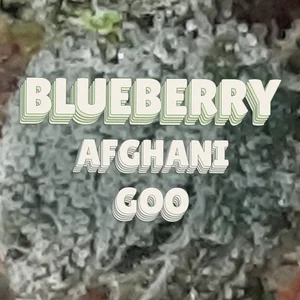 Blueberry Afghani Goo Cannabis Strain