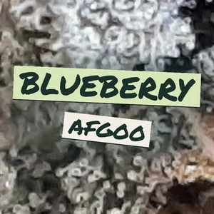 Blueberry Afgoo Cannabis Strain