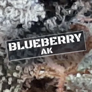 Blueberry AK Cannabis Strain