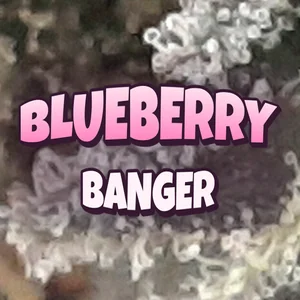 Blueberry Banger Cannabis Strain