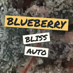 Blueberry Bliss Auto Cannabis Strain