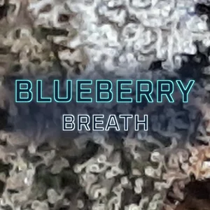 Blueberry Breath Cannabis Strain