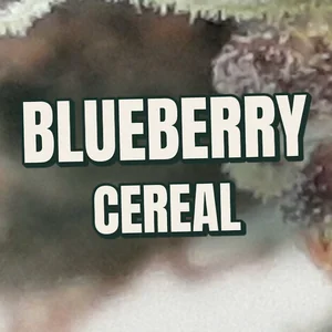 Blueberry Cereal Cannabis Strain