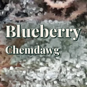 Blueberry Chemdawg Cannabis Strain