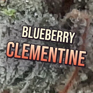 Blueberry Clementine Cannabis Strain