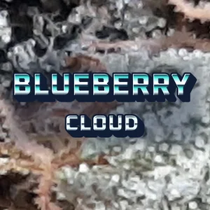 Blueberry Cloud Cannabis Strain