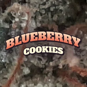Blueberry Cookies Cannabis Strain