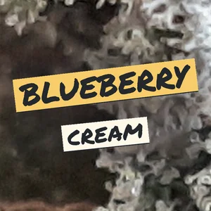 Blueberry Cream Cannabis Strain