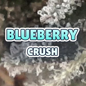Blueberry Crush Cannabis Strain