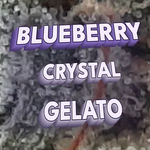 Blueberry Crystal Gelato Cannabis Strain