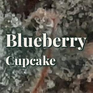 Blueberry Cupcake Cannabis Strain