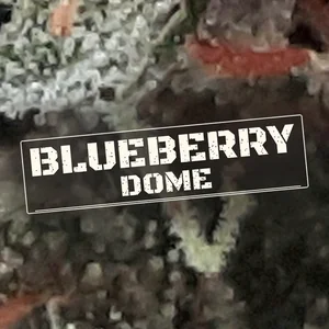 Blueberry Dome Cannabis Strain