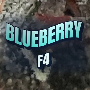 Blueberry F4 Cannabis Strain