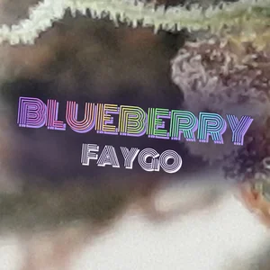 Blueberry Faygo Cannabis Strain