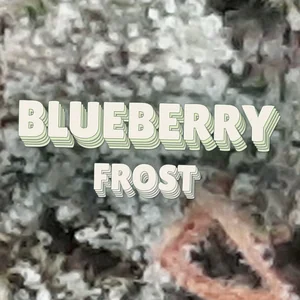 Blueberry Frost Cannabis Strain