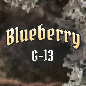 Blueberry G-13 Cannabis Strain