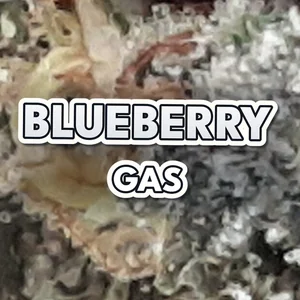 Blueberry Gas Cannabis Strain