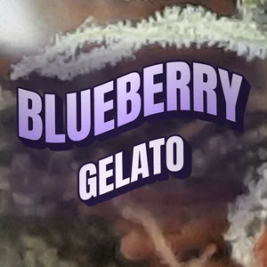 Blueberry Gelato Cannabis Strain