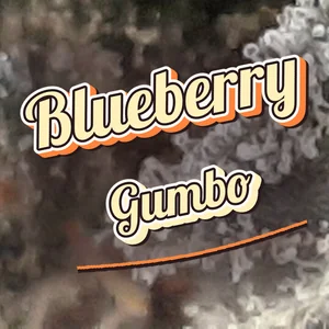 Blueberry Gumbo Cannabis Strain