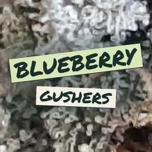 Blueberry Gushers Cannabis Strain