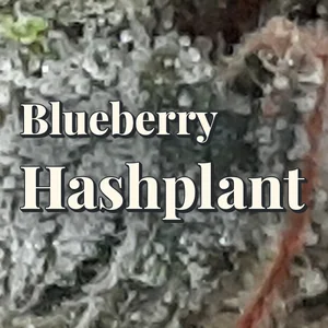Blueberry Hashplant Cannabis Strain