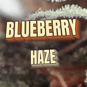 Blueberry Haze Cannabis Strain