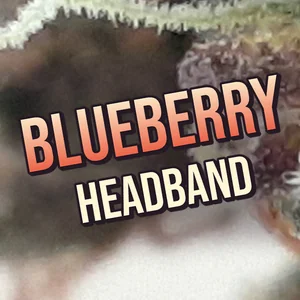Blueberry Headband Cannabis Strain