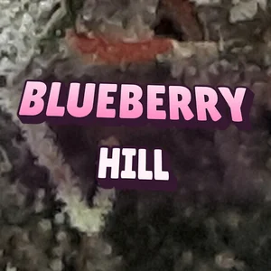 Blueberry Hill Cannabis Strain
