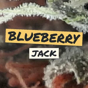 Blueberry Jack Cannabis Strain